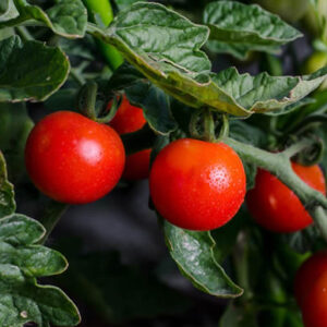 Madurador natural para frutas y hortalizas